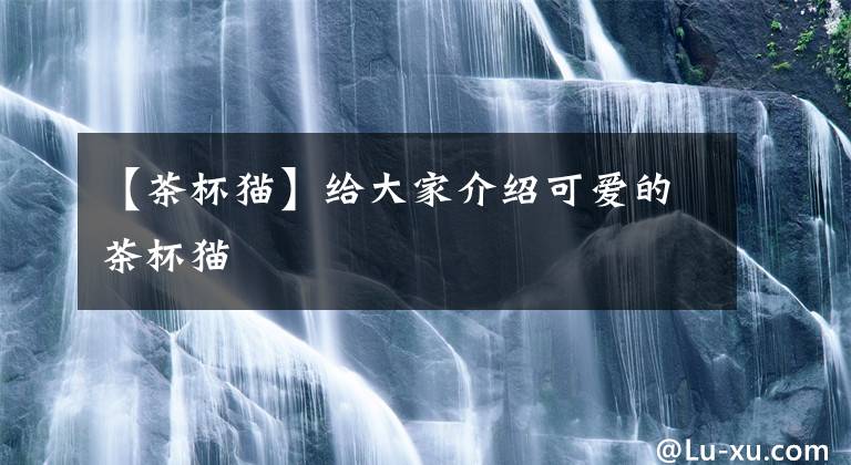 【茶杯猫】给大家介绍可爱的茶杯猫