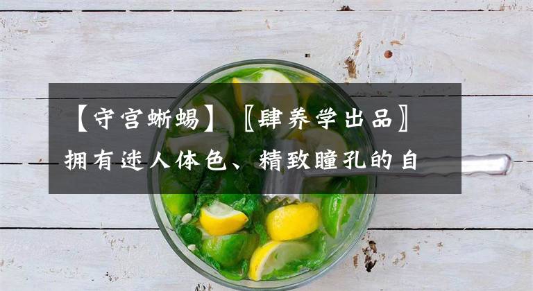 【守宫蜥蜴】〖肆养学出品〗拥有迷人体色、精致瞳孔的自然精灵—豹纹守宫