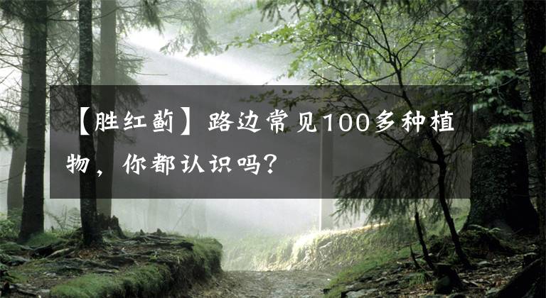 【胜红蓟】路边常见100多种植物，你都认识吗？