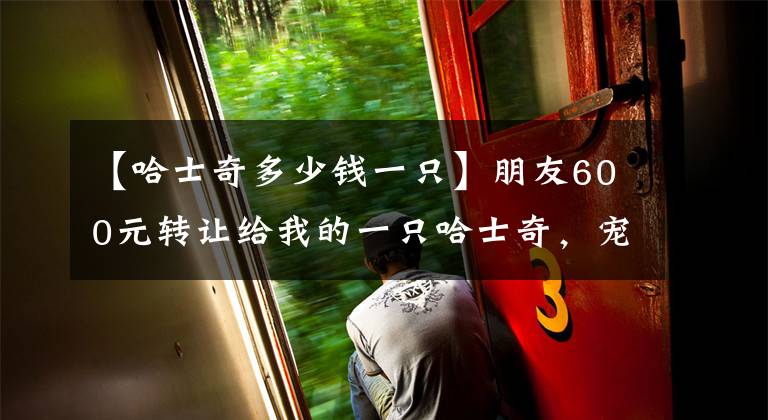 【哈士奇多少钱一只】朋友600元转让给我的一只哈士奇，宠友看后却说：一百都不值！