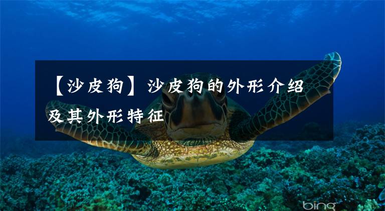 【沙皮狗】沙皮狗的外形介绍及其外形特征