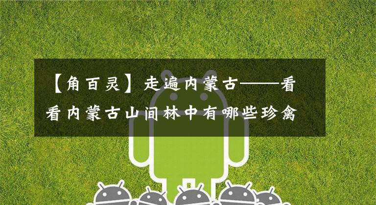 【角百灵】走遍内蒙古——看看内蒙古山间林中有哪些珍禽？