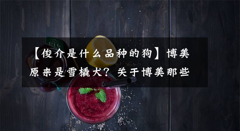 【俊介是什么品种的狗】博美原来是雪橇犬？关于博美那些鲜为人知的小知识