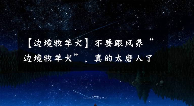 【边境牧羊犬】不要跟风养“边境牧羊犬”，真的太磨人了