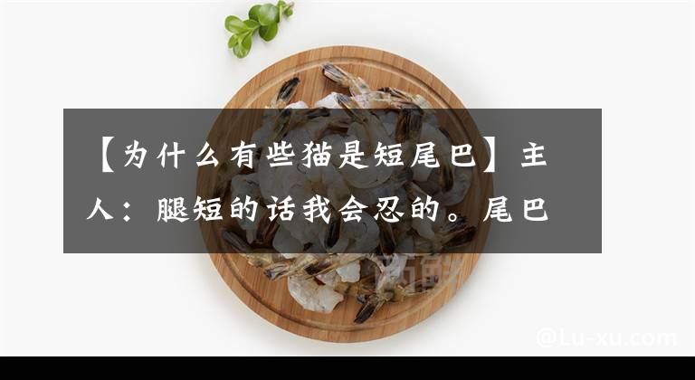 【为什么有些猫是短尾巴】主人：腿短的话我会忍的。尾巴也这么短！猫：为了让我的腿看起来长。