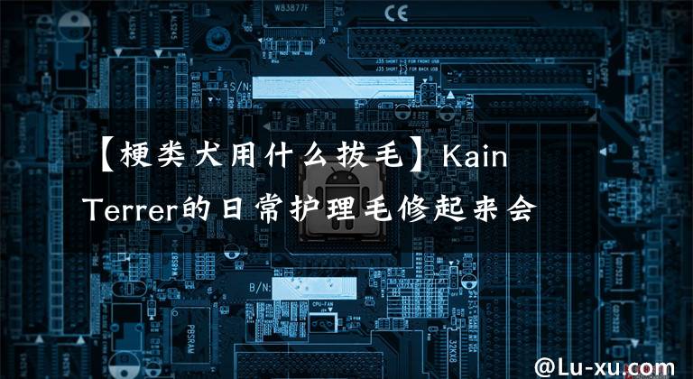 【梗类犬用什么拔毛】Kain  Terrer的日常护理毛修起来会变漂亮。