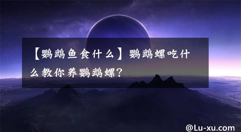 【鹦鹉鱼食什么】鹦鹉螺吃什么教你养鹦鹉螺？