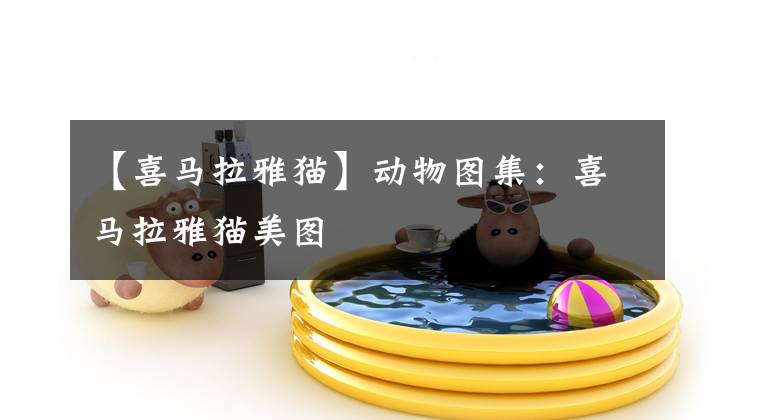 【喜马拉雅猫】动物图集：喜马拉雅猫美图
