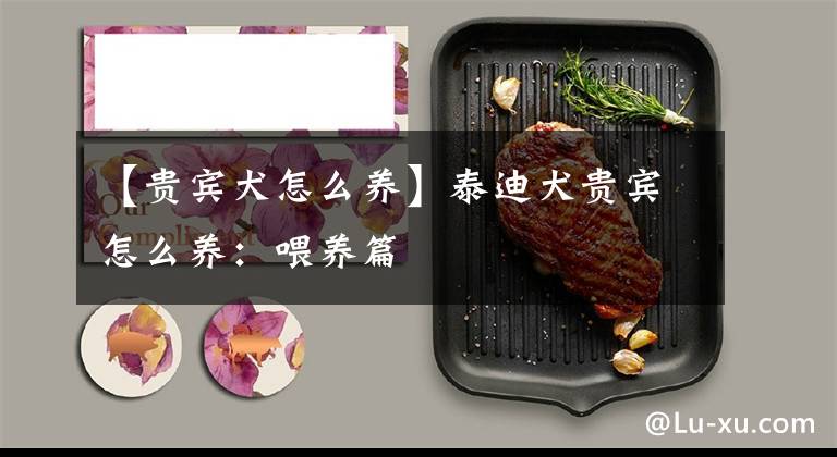 【贵宾犬怎么养】泰迪犬贵宾怎么养：喂养篇