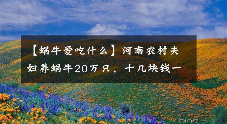 【蜗牛爱吃什么】河南农村夫妇养蜗牛20万只，十几块钱一斤，年入十万余元