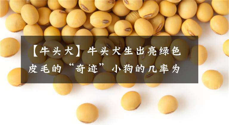 【牛头犬】牛头犬生出亮绿色皮毛的“奇迹”小狗的几率为万分之一