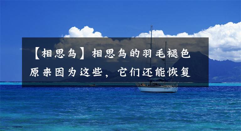 【相思鸟】相思鸟的羽毛褪色原来因为这些，它们还能恢复吗？知道这些不担心