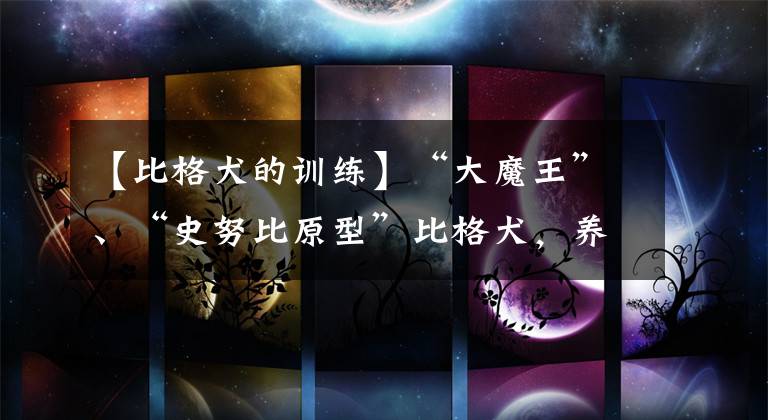 【比格犬的训练】“大魔王”、“史努比原型”比格犬，养之前，要想清楚