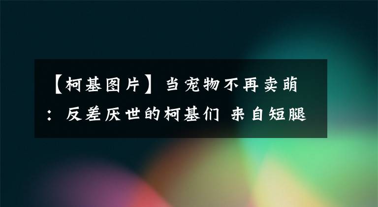 【柯基图片】当宠物不再卖萌：反差厌世的柯基们 来自短腿的悲伤