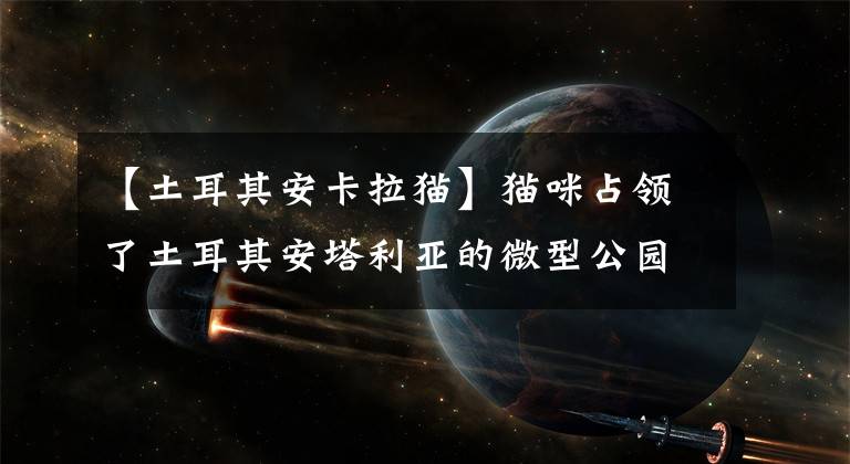【土耳其安卡拉猫】猫咪占领了土耳其安塔利亚的微型公园