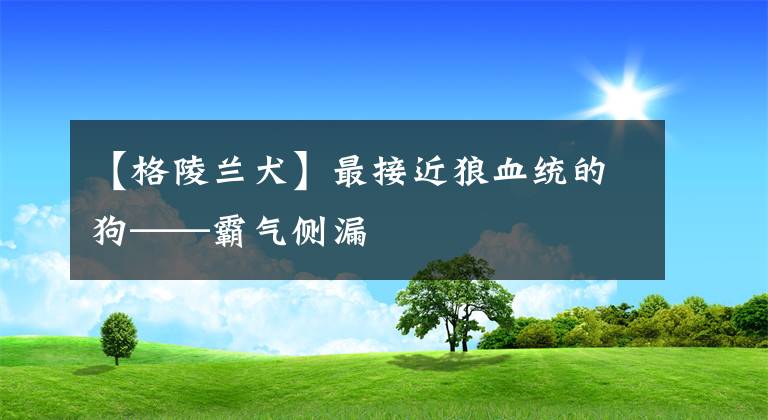 【格陵兰犬】最接近狼血统的狗——霸气侧漏