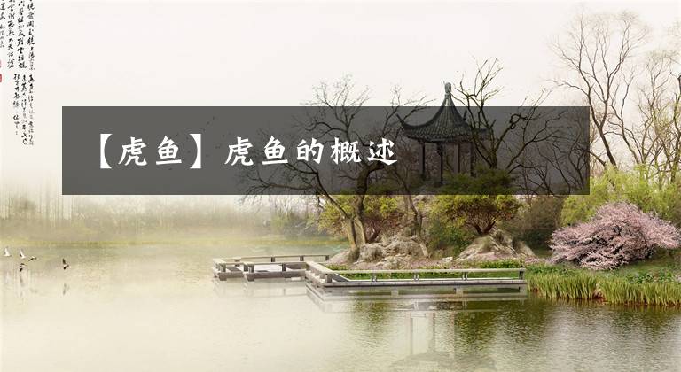 【虎鱼】虎鱼的概述