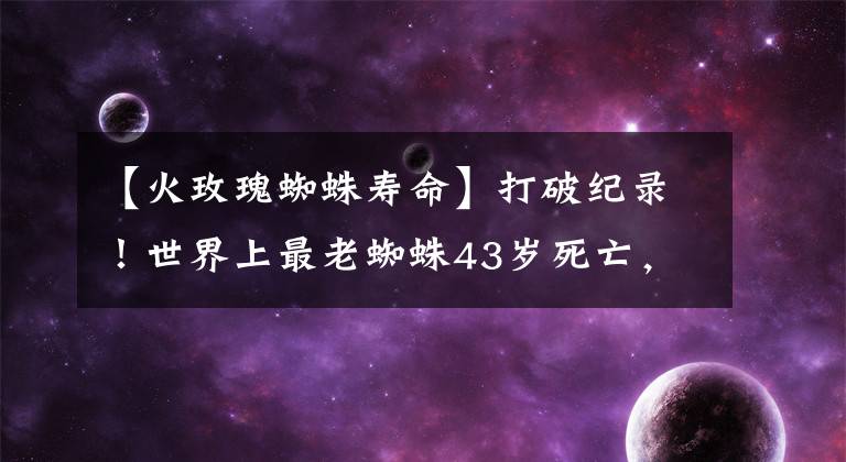 【火玫瑰蜘蛛寿命】打破纪录！世界上最老蜘蛛43岁死亡，死因并非老死