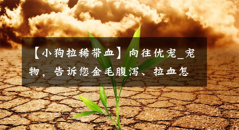 【小狗拉稀带血】向往优宠_宠物，告诉您金毛腹泻、拉血怎么办？没精神_呕吐_