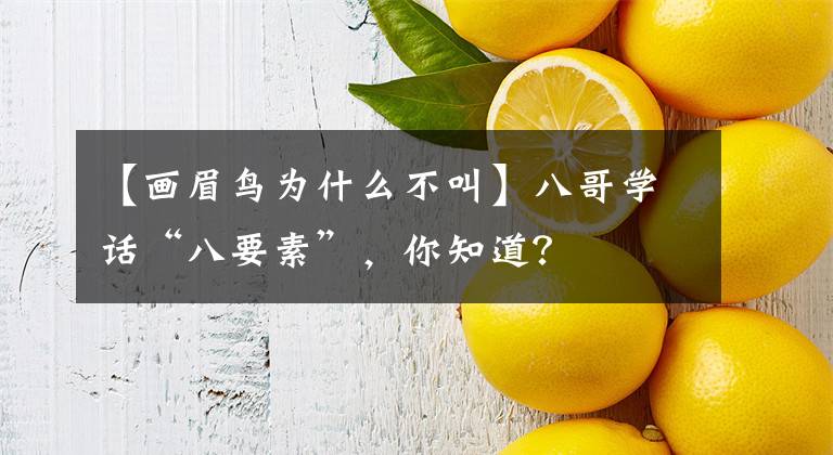 【画眉鸟为什么不叫】八哥学话“八要素”，你知道？