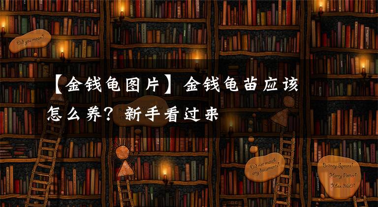 【金钱龟图片】金钱龟苗应该怎么养？新手看过来