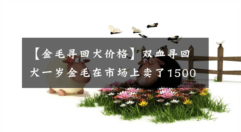 【金毛寻回犬价格】双血寻回犬一岁金毛在市场上卖了1500主人说血赔啊