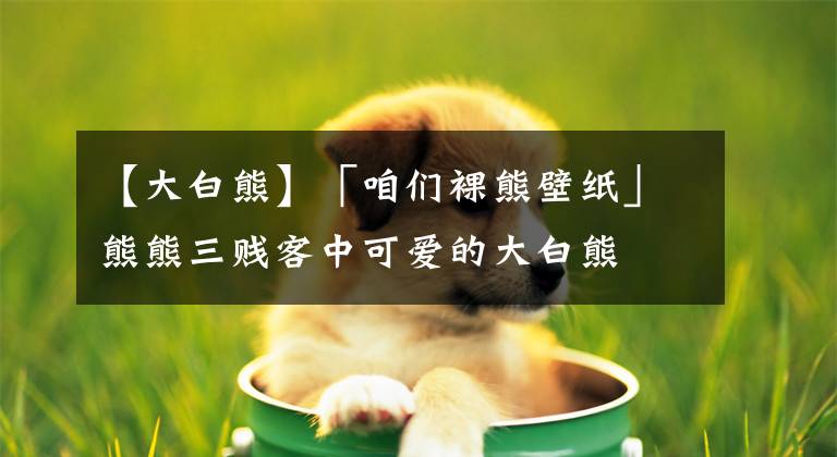 【大白熊】「咱们裸熊壁纸」熊熊三贱客中可爱的大白熊