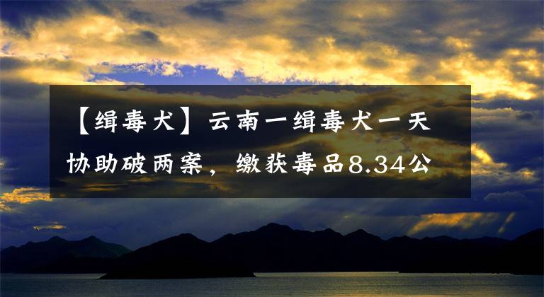 【缉毒犬】云南一缉毒犬一天协助破两案，缴获毒品8.34公斤