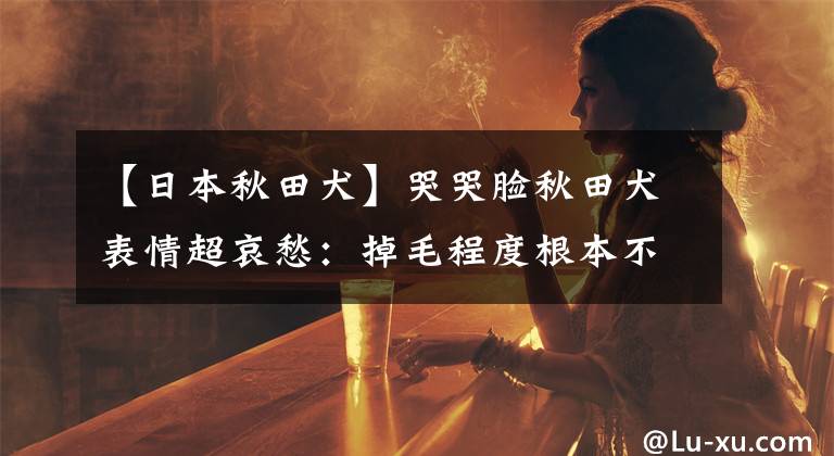 【日本秋田犬】哭哭脸秋田犬表情超哀愁：掉毛程度根本不担心会秃头