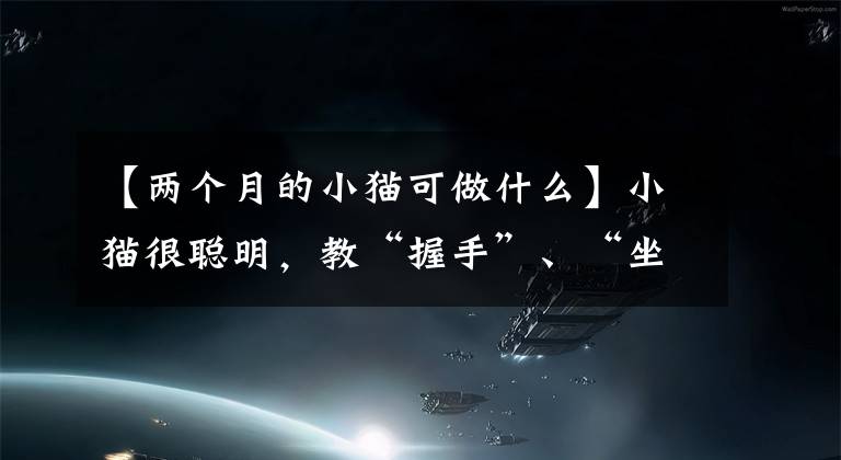【两个月的小猫可做什么】小猫很聪明，教“握手”、“坐下”，网民怀疑是狗