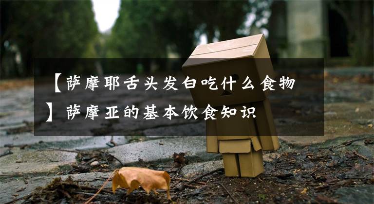 【萨摩耶舌头发白吃什么食物】萨摩亚的基本饮食知识