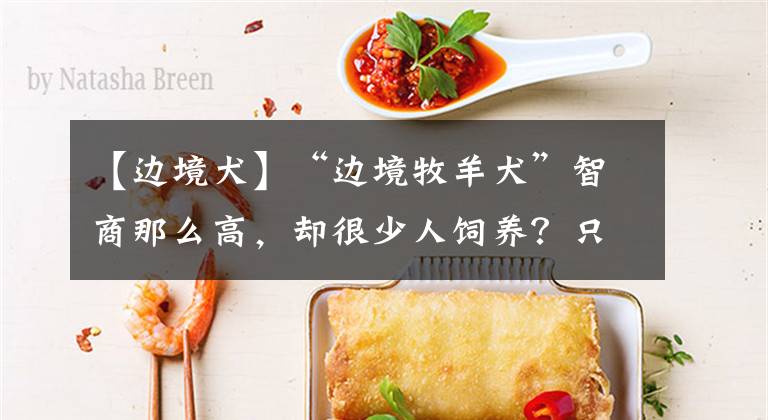 【边境犬】“边境牧羊犬”智商那么高，却很少人饲养？只因它的6个缺点
