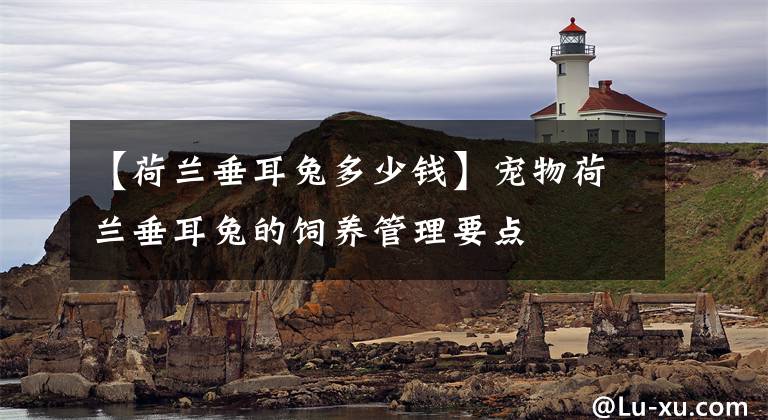 【荷兰垂耳兔多少钱】宠物荷兰垂耳兔的饲养管理要点