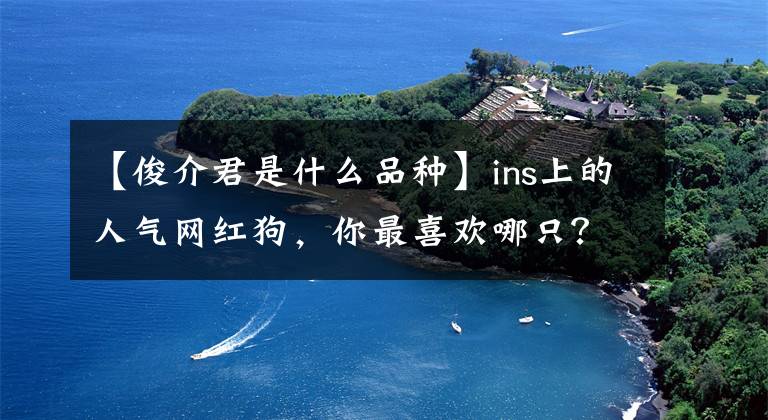 【俊介君是什么品种】ins上的人气网红狗，你最喜欢哪只？