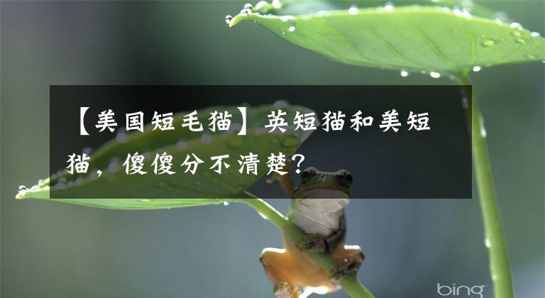 【美国短毛猫】英短猫和美短猫，傻傻分不清楚？