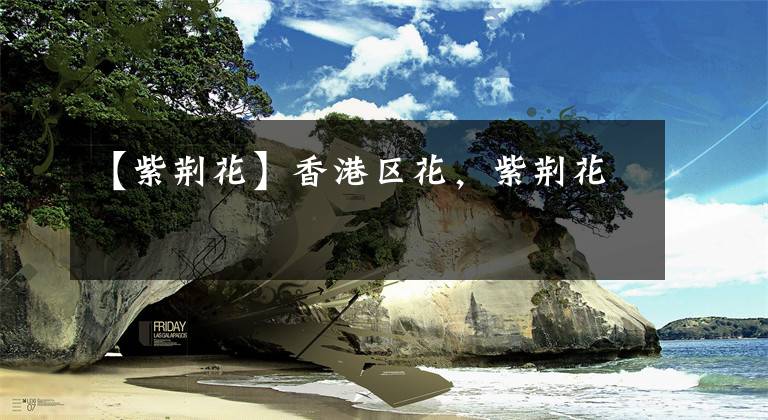 【紫荆花】香港区花，紫荆花