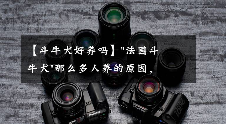 【斗牛犬好养吗】"法国斗牛犬"那么多人养的原因，看完我也想养一只