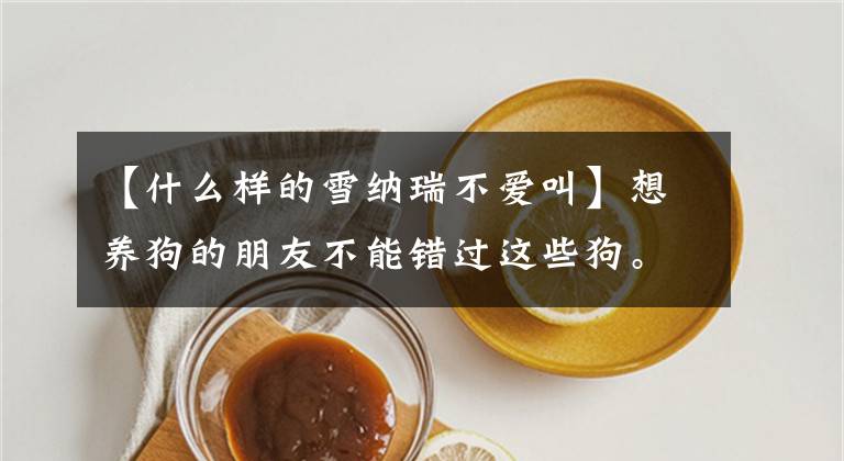 【什么样的雪纳瑞不爱叫】想养狗的朋友不能错过这些狗。因为它们最讨厌吠叫