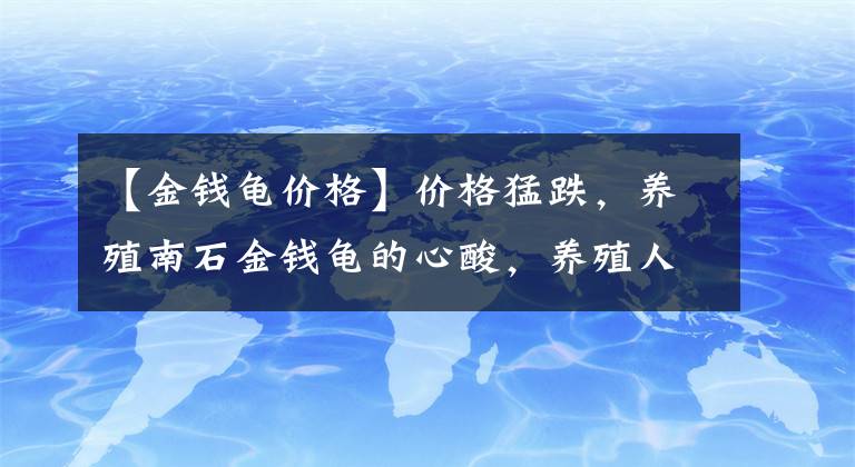 【金钱龟价格】价格猛跌，养殖南石金钱龟的心酸，养殖人真实写照