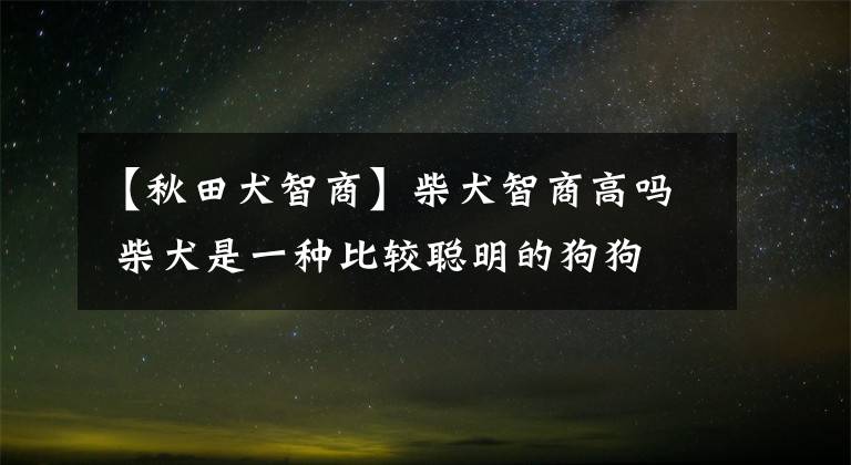 【秋田犬智商】柴犬智商高吗 柴犬是一种比较聪明的狗狗