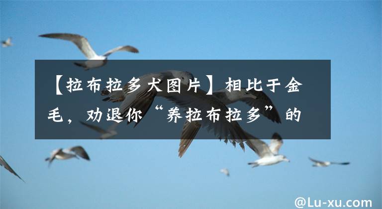 【拉布拉多犬图片】相比于金毛，劝退你“养拉布拉多”的几个理由