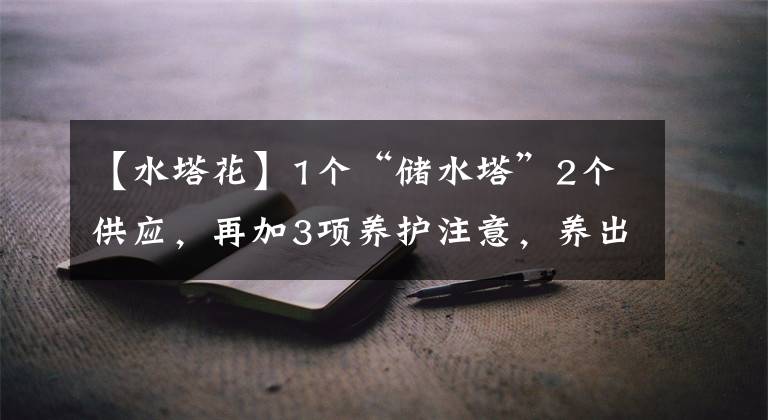 【水塔花】1个“储水塔”2个供应，再加3项养护注意，养出鸿运当头的水塔花