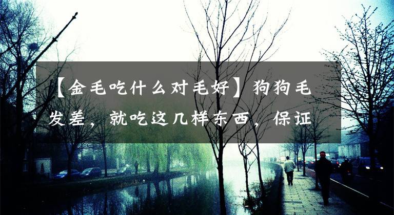 【金毛吃什么对毛好】狗狗毛发差，就吃这几样东西，保证毛发靓丽