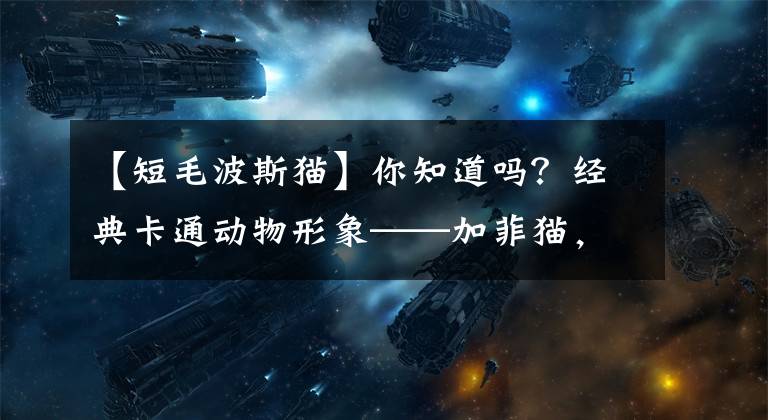 【短毛波斯猫】你知道吗？经典卡通动物形象——加菲猫，其实就是异国短毛猫