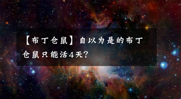 【布丁仓鼠】自以为是的布丁仓鼠只能活4天？