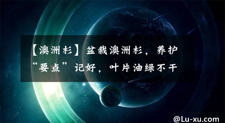 【澳洲杉】盆栽澳洲杉，养护“要点”记好，叶片油绿不干尖，塑出一盆美盆景