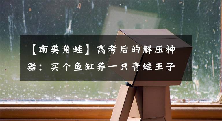 【南美角蛙】高考后的解压神器：买个鱼缸养一只青蛙王子吧！女生专属宠物清单