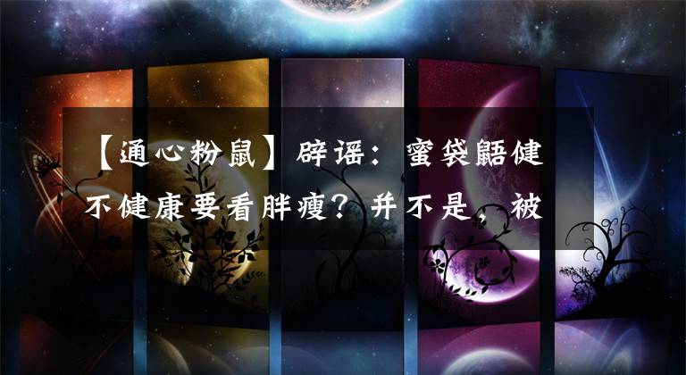 【通心粉鼠】辟谣：蜜袋鼯健不健康要看胖瘦？并不是，被毛颜色是更重要的标准