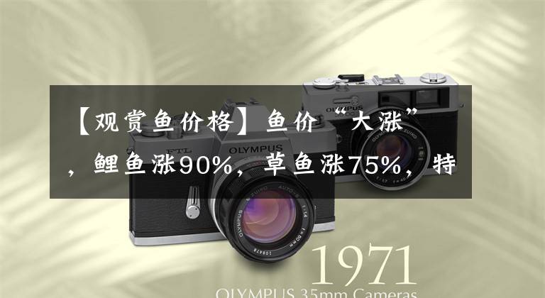 【观赏鱼价格】鱼价“大涨”，鲤鱼涨90%，草鱼涨75%，特种鱼也涨！发生啥了