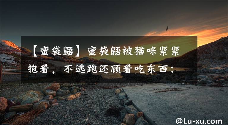 【蜜袋鼯】蜜袋鼯被猫咪紧紧抱着，不逃跑还顾着吃东西：最后一顿要多吃点！